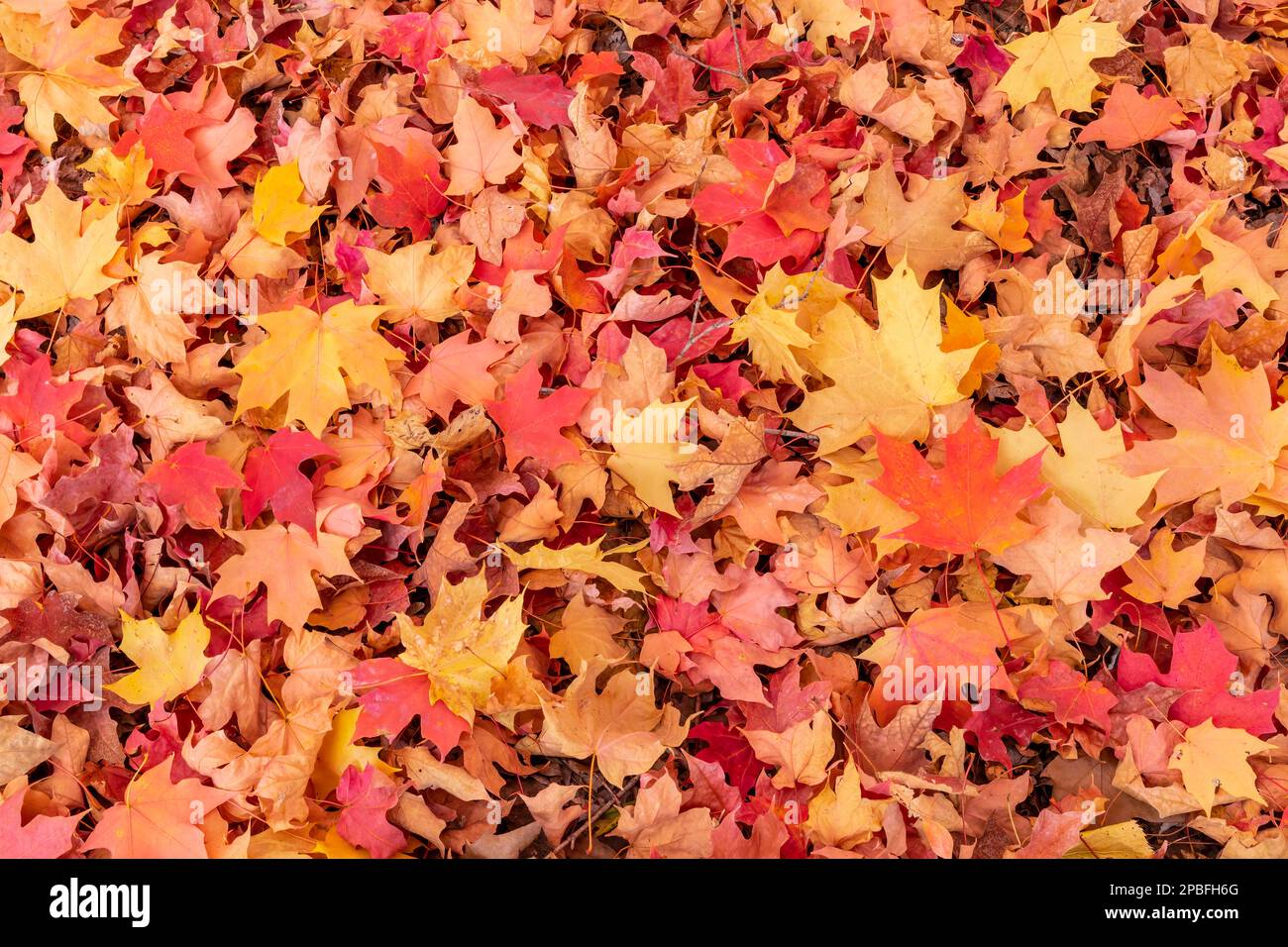 Autumn leaves pile up in vivid color Stock Photo - Alamy