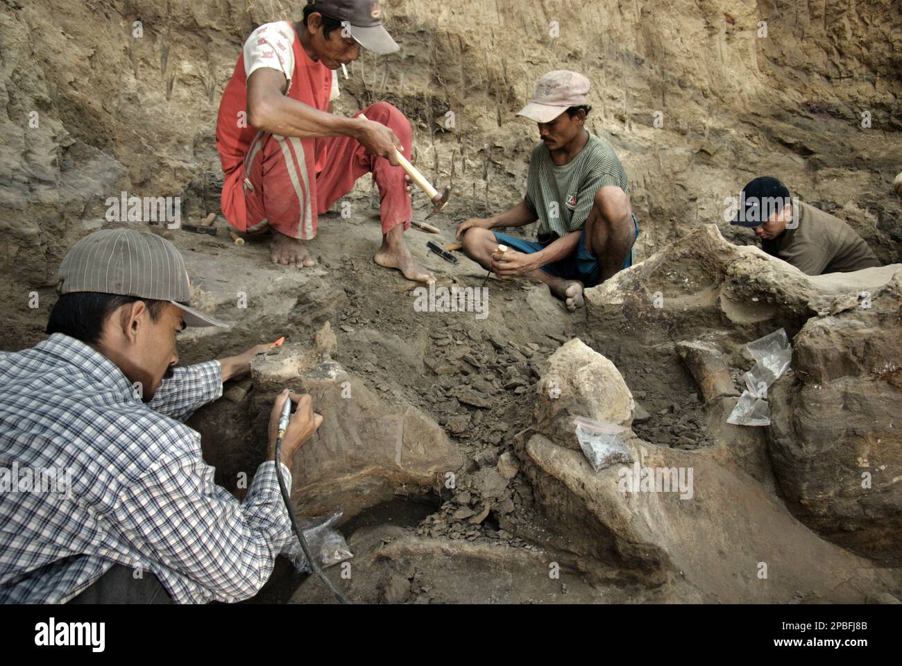 Paleontologist Iwan Kurniawan (left) is working with villagers and a fellow researcher on the excavation of fossilized bones of an extinct elephant species scientifically identified as Elephas hysudrindicus, or popularly called 'Blora elephant', in Sunggun, Mendalem, Kradenan, Blora, Central Java, Indonesia. The team of scientists from Vertebrate Research (Geological Agency, Indonesian Ministry of Energy and Mineral Resources) led by Kurniawan himself with Fachroel Aziz discovered the species' bones almost entirely (around 90 percent complete) that later would allow them to build a... Stock Photo