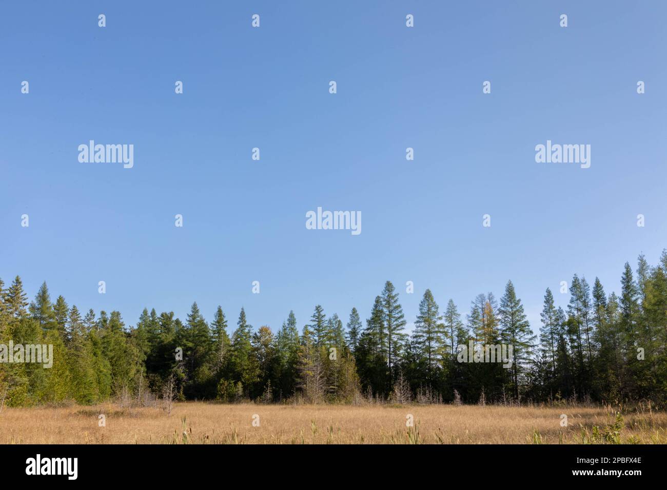 A fen marshland on the Lake Huron coast of Michigan image for advertising magazine newsletter layout Stock Photo