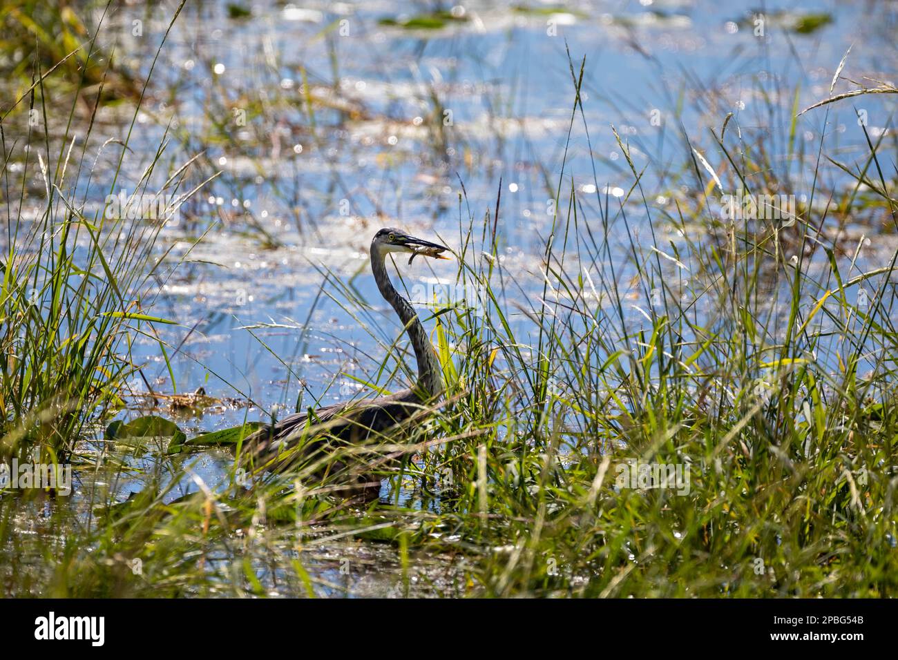 Heron catches sunfish in marsh wetland lake Stock Photo