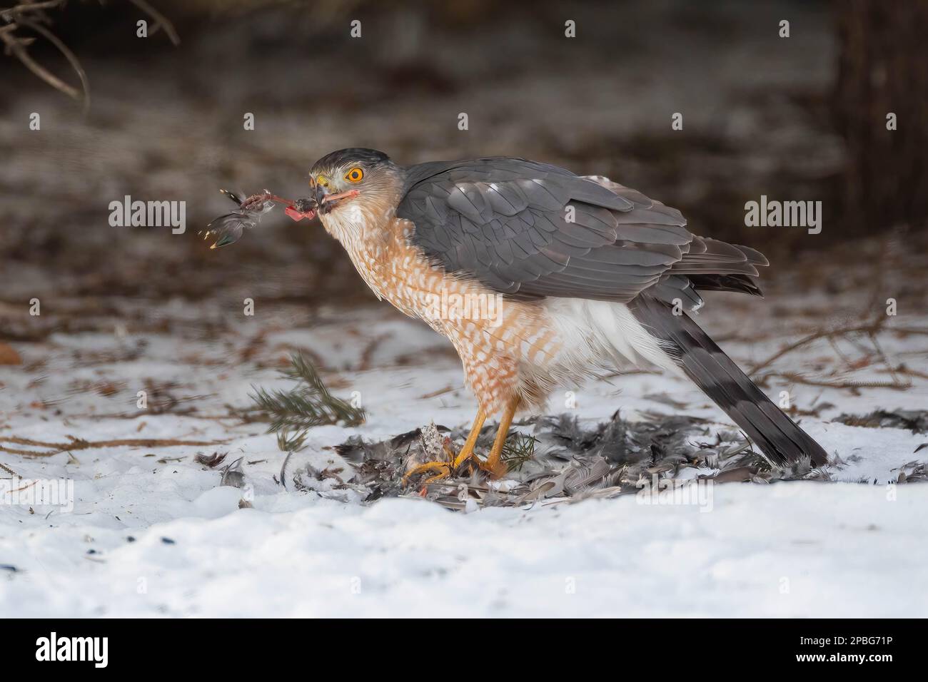 Coopers Hawk shreds apart a Robin that it caught on a crabapple tree Stock Photo