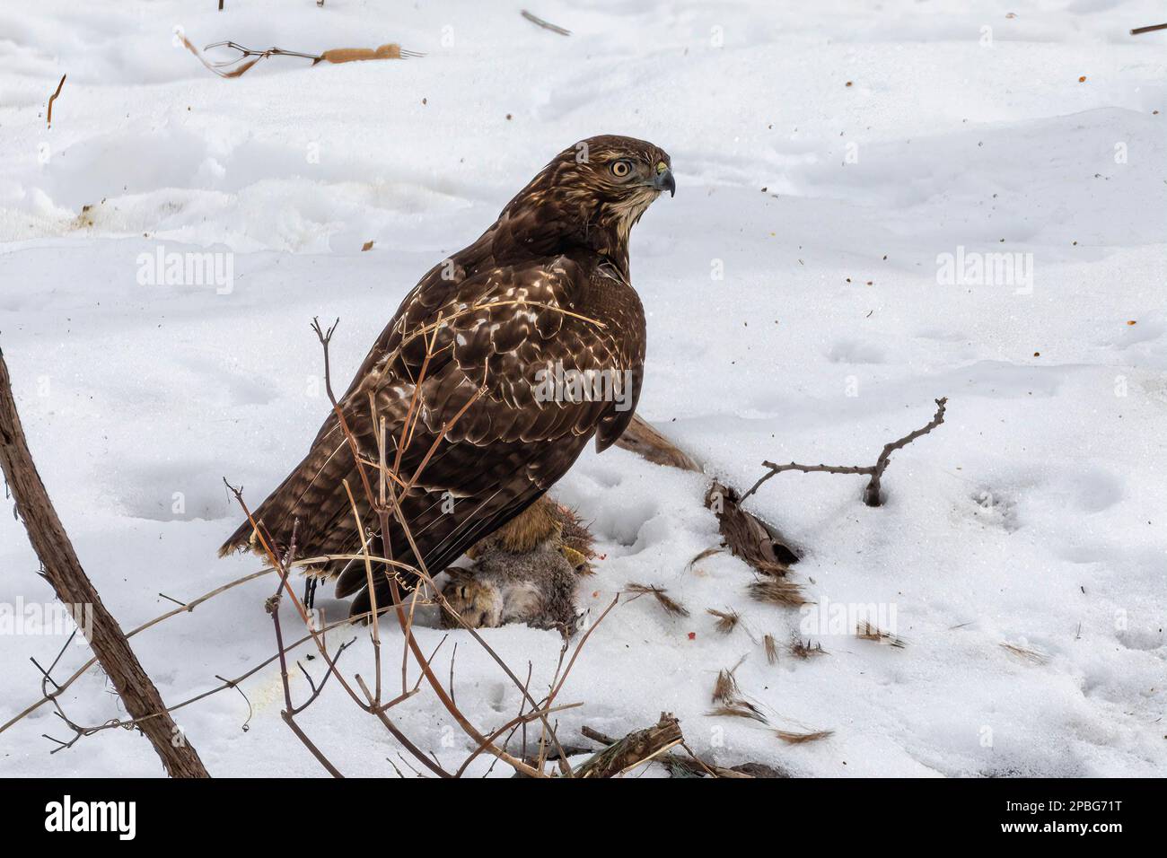 A juvenile Red-tailed Hawk preys upon an unsuspecting squirrel in the northern winter forests of Minnesota Stock Photo
