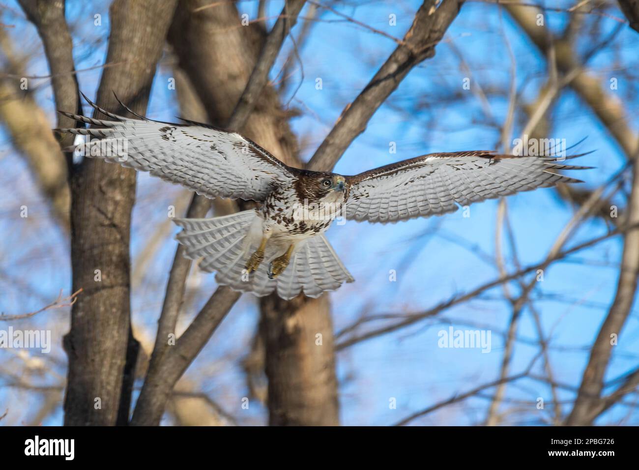 A juvenile Red-tailed Hawk preys upon an unsuspecting squirrel in the northern winter forests of Minnesota Stock Photo
