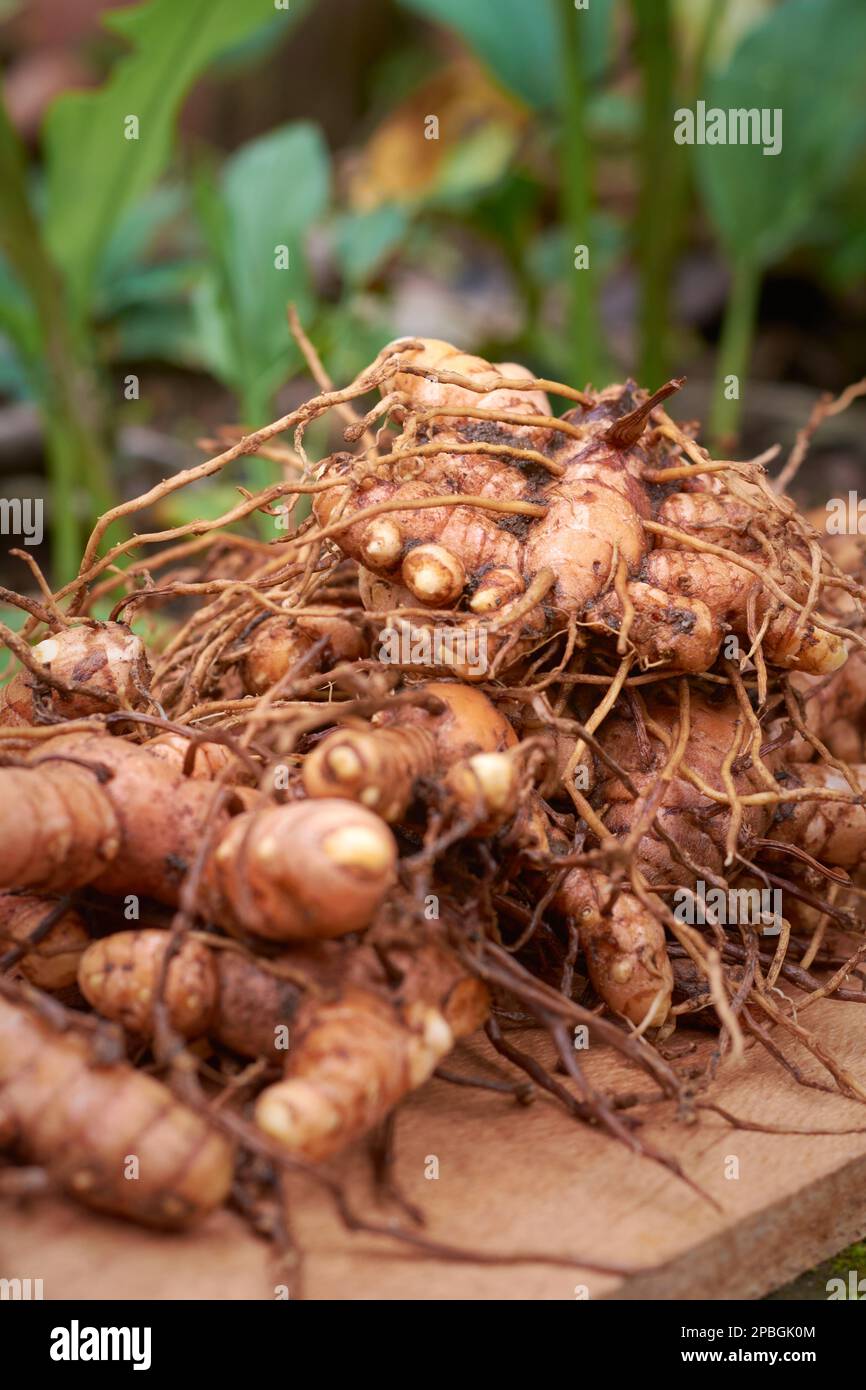 freshly harvested turmeric rhizomes or roots, curcuma longa, commonly used spice in cooking and medicine, root-like structure processed for beneficial Stock Photo
