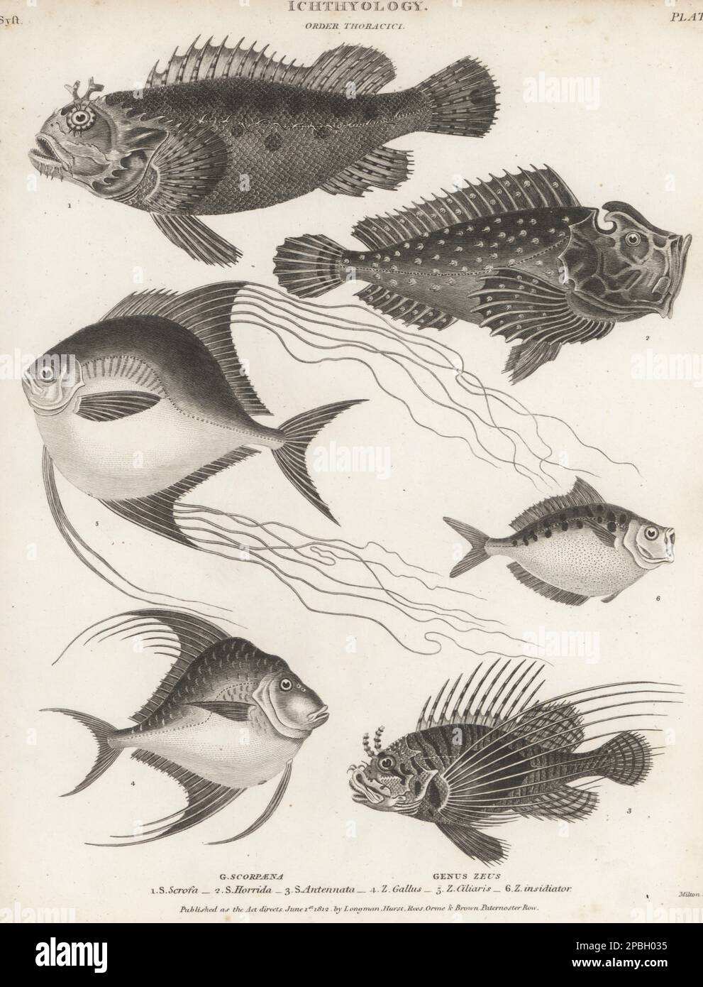 Red scorpionfish, Scorpaena scrofa 1, estuarine stonefish, Synanceia horrida 2, spotfin lionfish, Pterois antennata 3, African pompano, Alectis ciliaris 4,5, and pugnose ponyfish, Deveximentum insidiator 6. Copperplate engraving by Thomas Milton from Abraham Rees' Cyclopedia or Universal Dictionary of Arts, Sciences and Literature, Longman, Hurst, Rees, Orme and Brown, Paternoster Row, London, June 1, 1812. Stock Photo