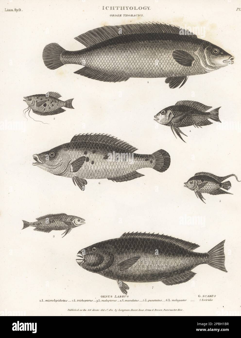 Cuckoo wrasse, Labrus mixtus 1, three-spot gourami, Trichopodus trichopterus 2,  black-eye thicklip wrasse, Hemigymnus melapterus 3, ballan wrasse, Labrus bergylta 4, Guyana leaffish, Polycentrus schomburgkii 5, Nile tilapia, Oreochromis niloticus 6, and parrotfish, Chlorurus japanensis 7. Copperplate engraving by Thomas Milton from Abraham Rees' Cyclopedia or Universal Dictionary of Arts, Sciences and Literature, Longman, Hurst, Rees, Orme and Brown, Paternoster Row, London, October 1, 1811. Stock Photo