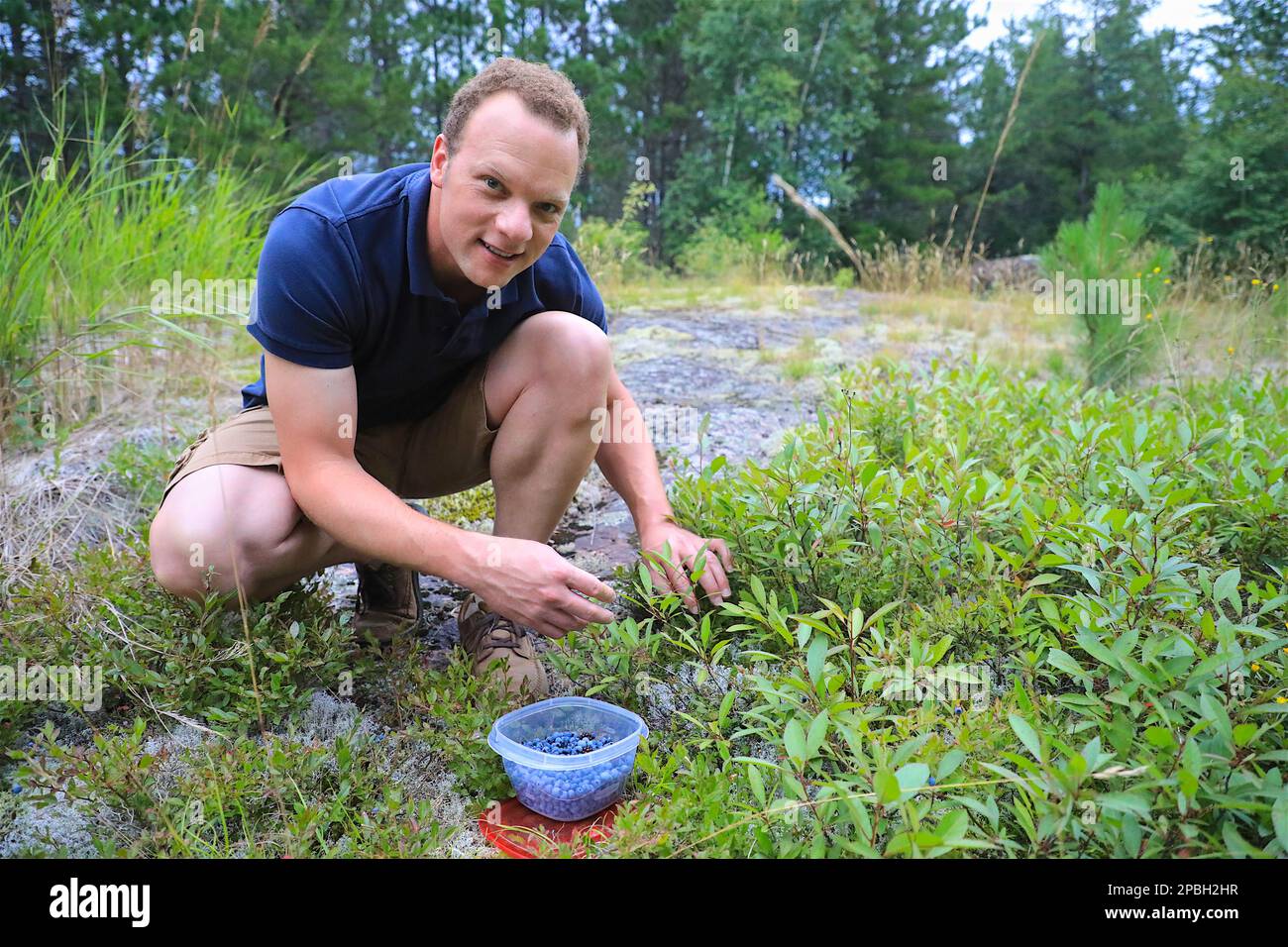 Man picking wild blueberries near the Boundary Waters Canoe Area Wilderness in Minnesota outside of Ely Stock Photo