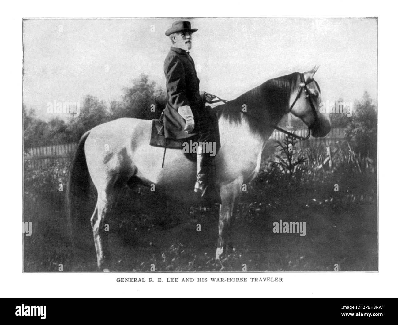 The  General ROBERT E. LEE  ( 1807 - 1870 ) of Confederate Army , in this photo with preferered war-horse Traveller   . Lee was a career United States Army officer, an engineer, and among the most celebrated generals in American history. - SECESSION WAR  CIVIL - GUERRA CIVILE DI SECESSIONE AMERICANA  - cappello - hat -  Circus - uomo anziano vecchio - older man  - barba bianca - white beard  - profilo - profile - tie bow - papillon - cravatta -  - USA  - top hat - cappello a cilindro - SUDISTA CONFEDERATO - CONFEDERATE ----  Archivio GBB Stock Photo