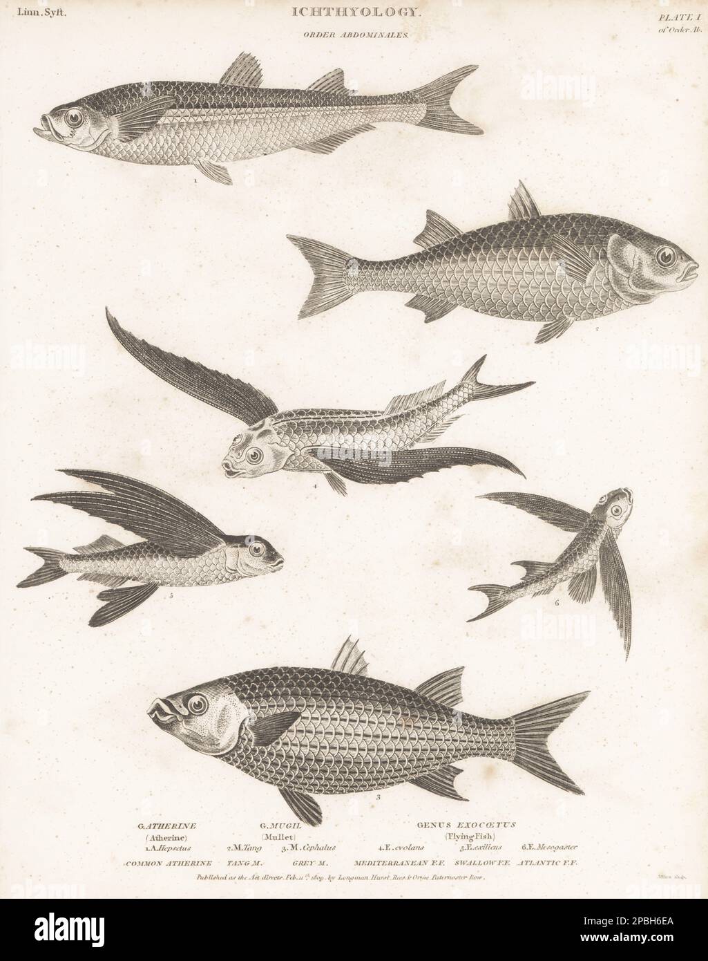 Mediterranean sand smelt, Atherina hepsetus 1, flathead grey mullet, Mugil cephalus 2,3, tropical two-wing flyingfish, Exocoetus volitans 4, flyingfish, Cheilopogon exsiliens 5, and African sailfin flying fish, Parexocoetus mento 6. Copperplate engraving by Thomas Milton from Abraham Rees' Cyclopedia or Universal Dictionary of Arts, Sciences and Literature, Longman, Hurst, Rees, Orme, Paternoster Row, London, February 11, 1809. Stock Photo