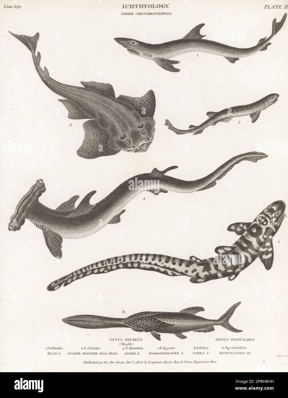 Blue dog shark, Prionace glauca 1, dogfish, Scyliorhinus canicula 2, critically endangered angelshark, Squatina squatina 3, smooth hammerhead, Sphyrna zygaena 4, zebra shark, Stegostoma fasciatum 5 and American paddlefish, Polyodon spathula 6. Copperplate engraving by Thomas Milton from Abraham Rees' Cyclopedia or Universal Dictionary of Arts, Sciences and Literature, Longman, Hurst, Rees, Orme, Paternoster Row, London, December 1, 1808. Stock Photo