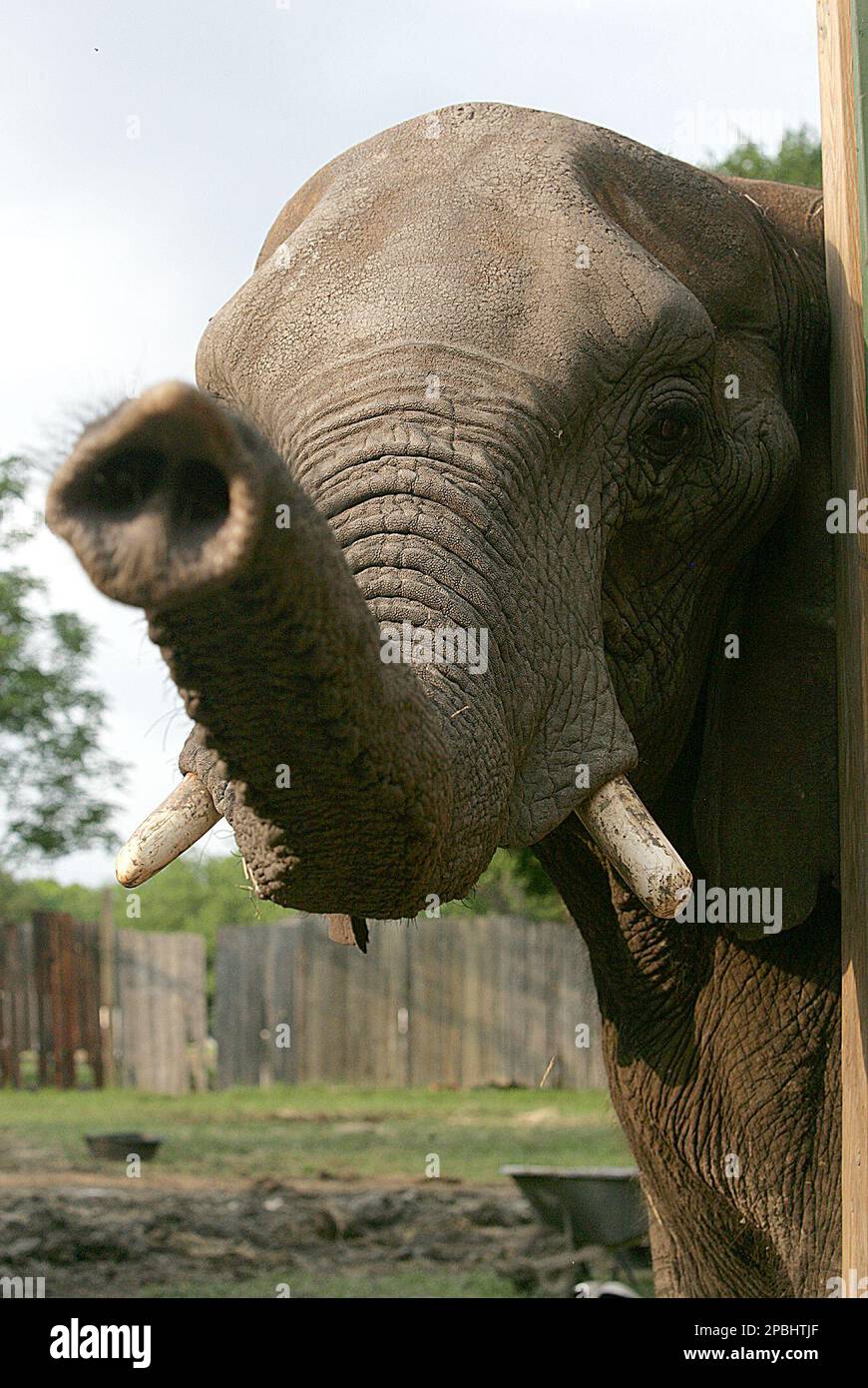 Elephant Rides Renaissance Fair Paige, an African Elephant is reaching for the camera with its trunk ...