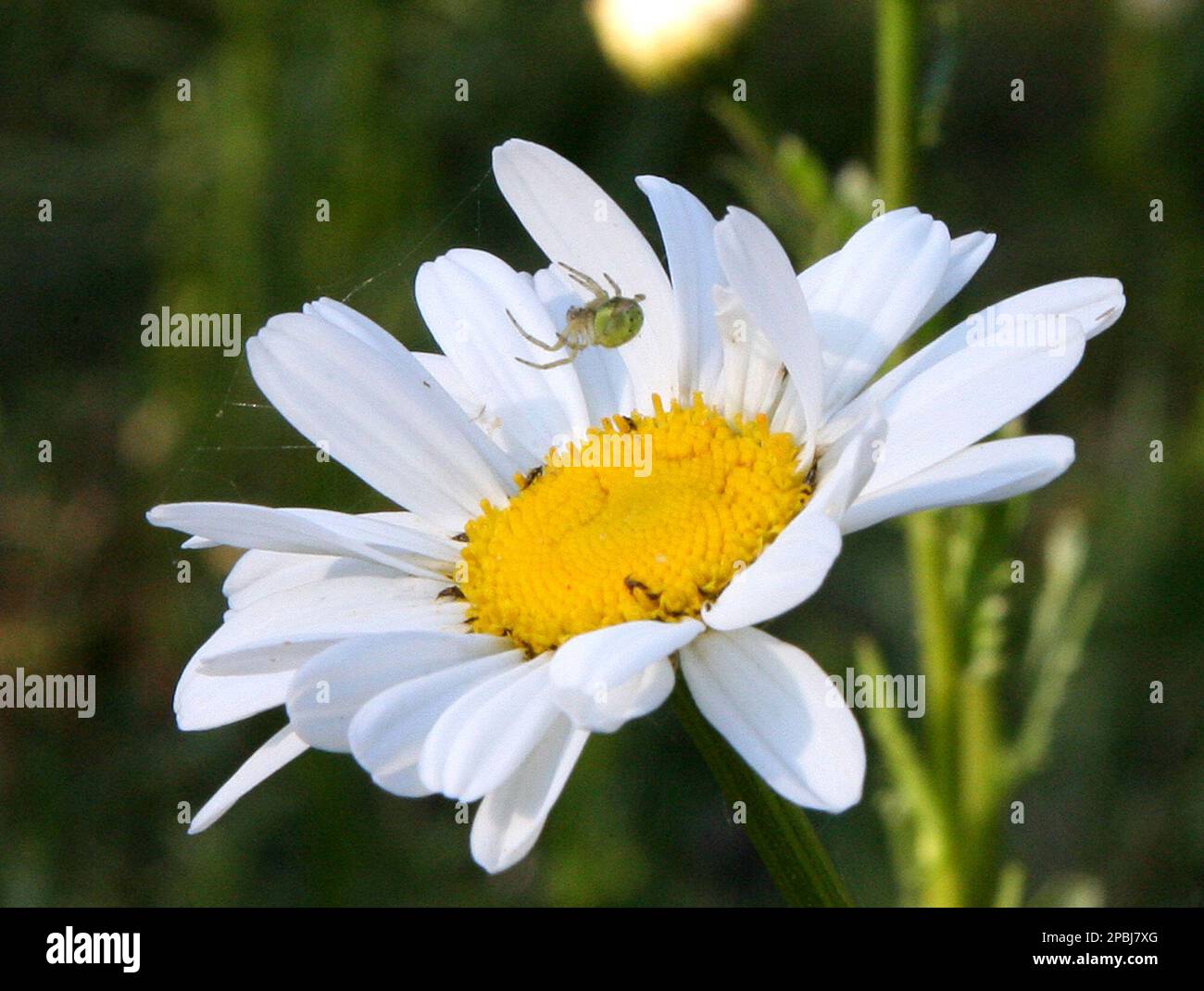 Spinne im Netz Spider in the web Stock Photo - Alamy