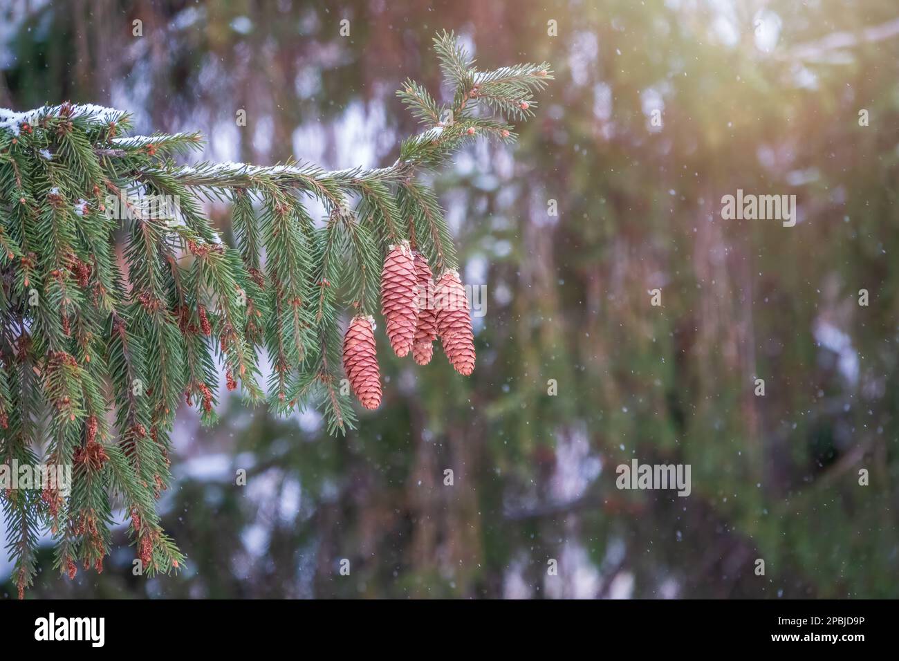Green spruce branches with needles and many cones in winter. Many cones ...