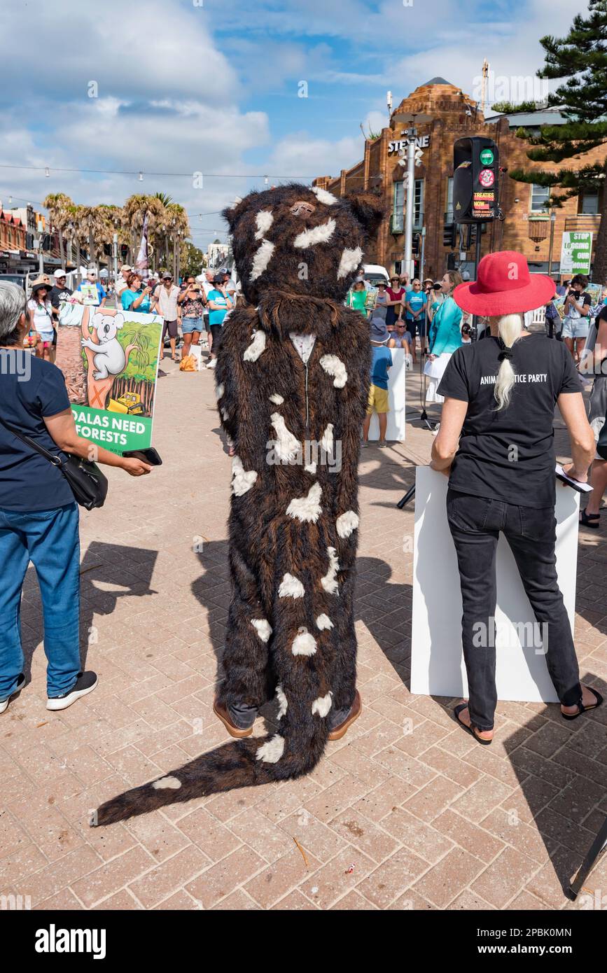 People attending a Save The Koalas protest meeting at Manly Beach in New South Wales, Australia on March 12th 2023 Stock Photo
