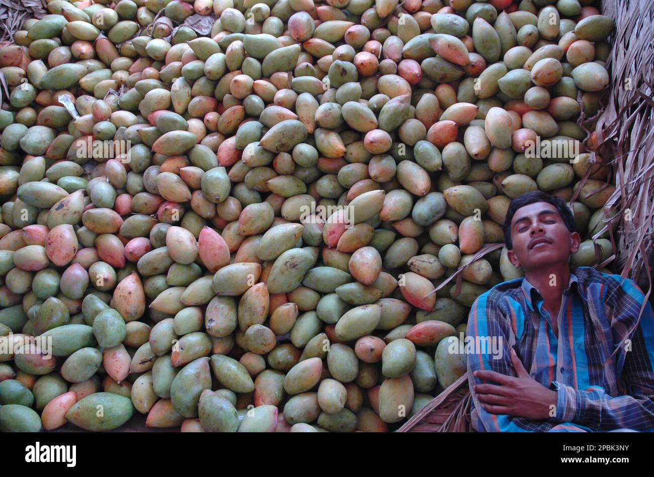 An Indian worker takes a nap on a truck loaded with mangoes at a fruit