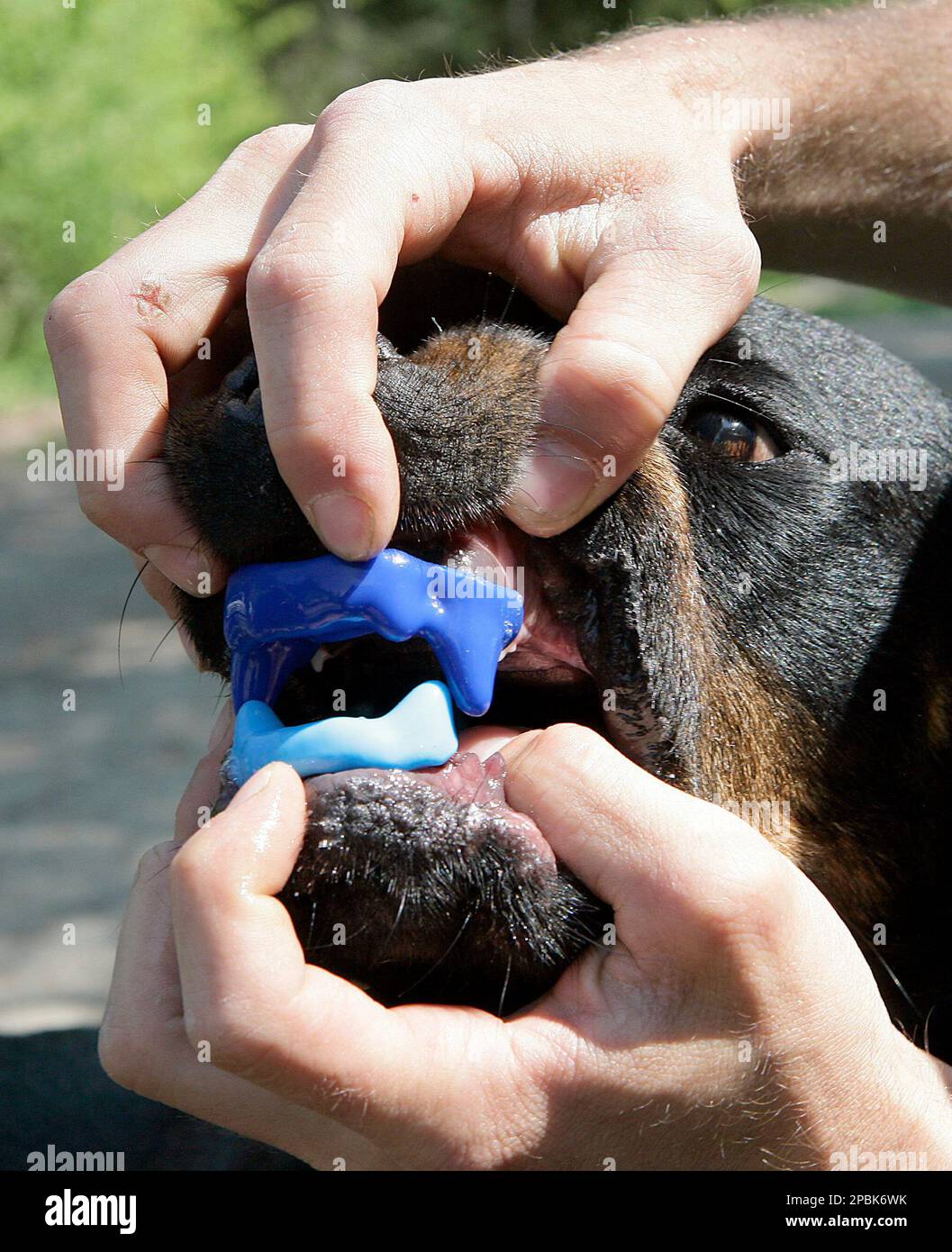 A Rottweiler, classified in Switzerland as a dangerous dog, wears a