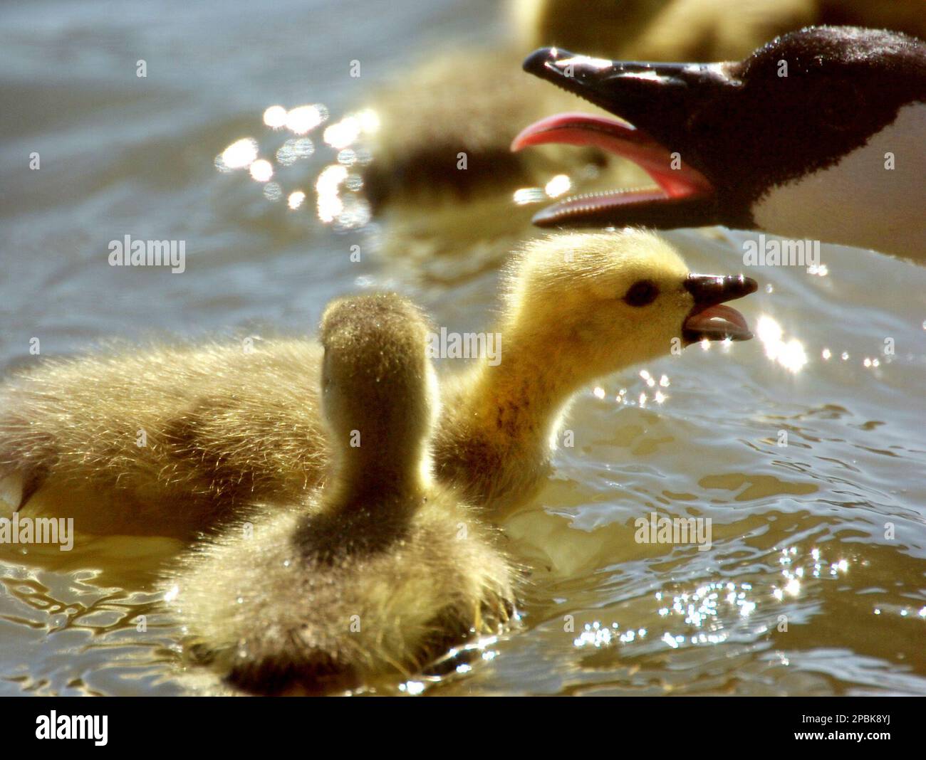 Canada goose goslings and an adult goose float on the Missouri River at ...