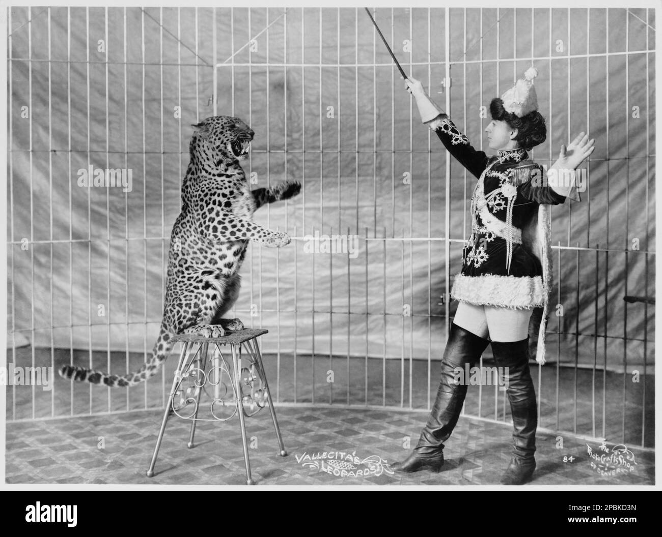 1906 , Denver , Colorado , USA : Vallecita's leopards . Photo by The Photo  Crafts Shop of Denver - LEOPARDO - LEOPARDI - gabbia - cage - domatore -  domatrice 