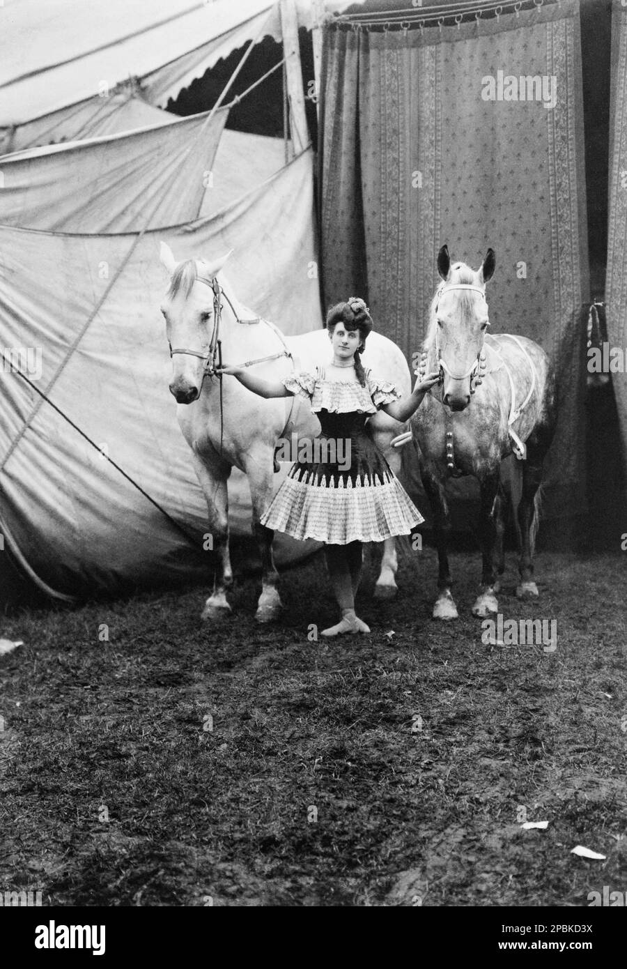 1904 , USA : A Circus girl . Bareback rider standing between two horses outside circus tent .  Photo by unknown - CAVALLO - CAVALLI  - domatore - domatrice equestre - CIRCO - CIRCUS - MUSIC HALL - MUSICALL - CABARET - VAUDEVILLE - WOMAN - DONNA -   HISTORY - FOTO STORICA - CAVALLERIZZA  ----  Archivio GBB Stock Photo