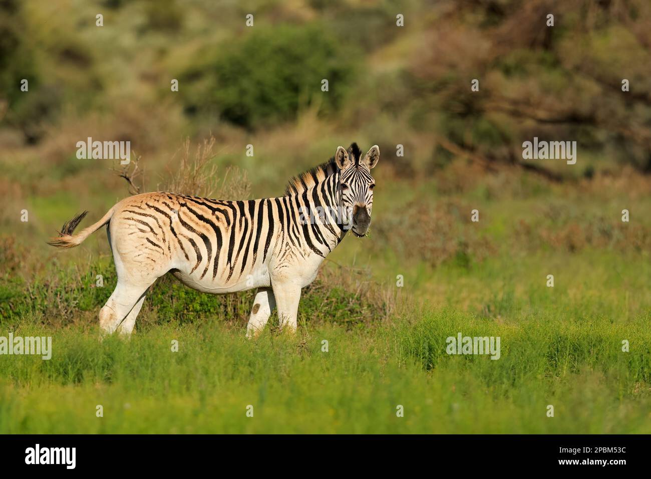 A plains zebra (Equus burchelli) in natural habitat, Mokala National Park, South Africa Stock Photo