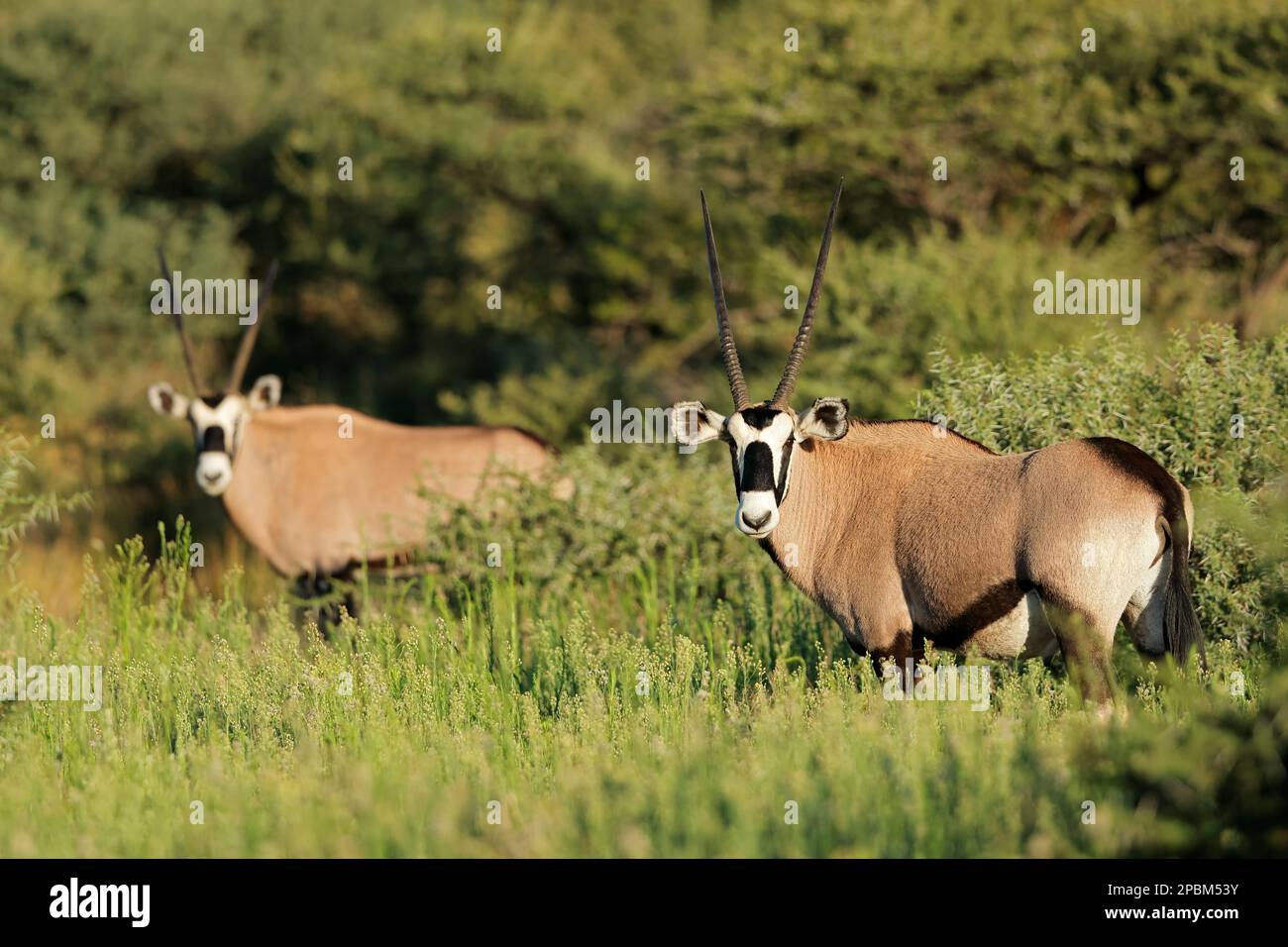 Gemsbok antelopes (Oryx gazella) in natural habitat, Mokala National Park, South Africa Stock Photo