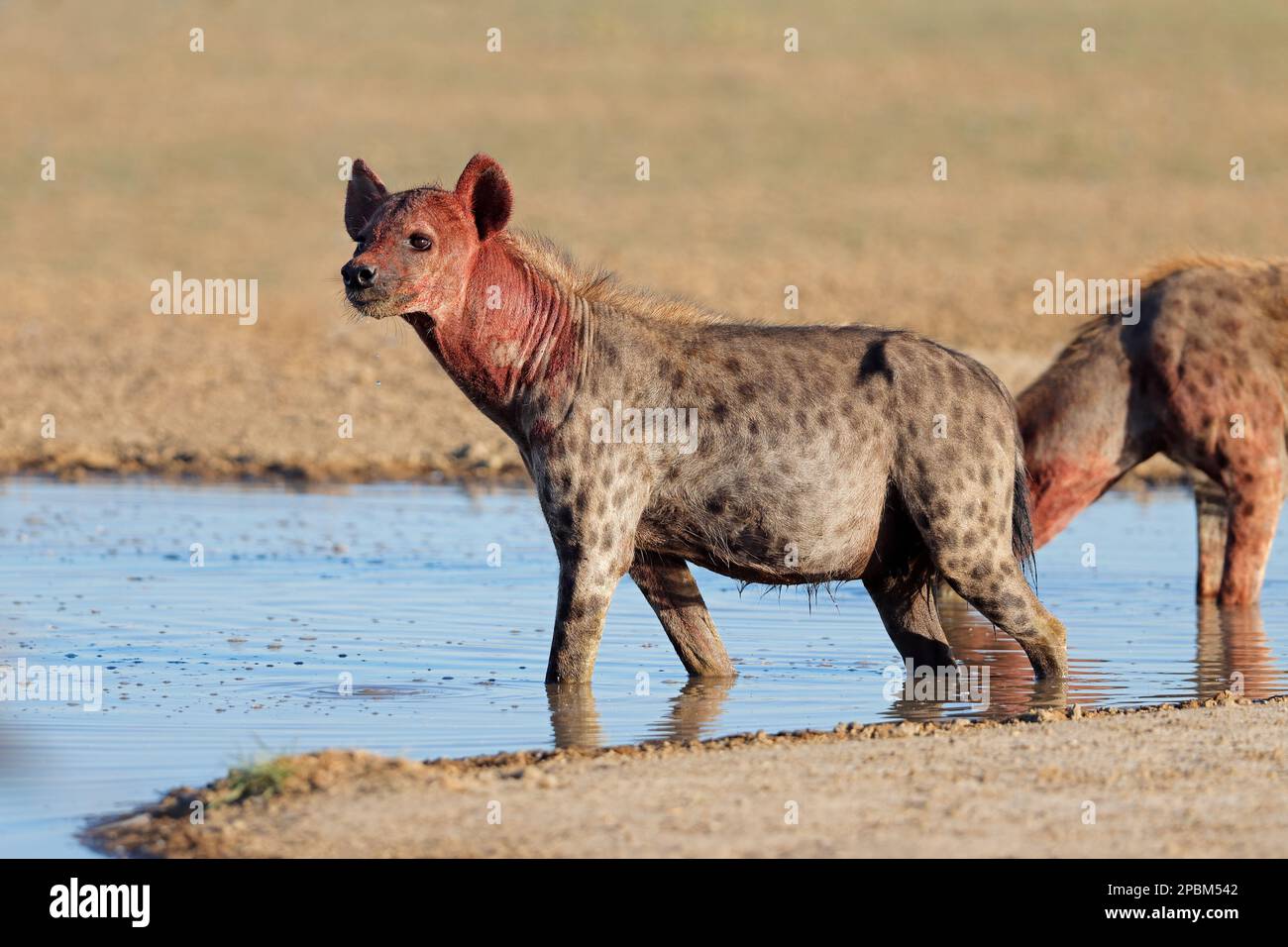 A blood covered spotted hyena (Crocuta crocuta) at a waterhole, Kalahari desert, South Africa Stock Photo