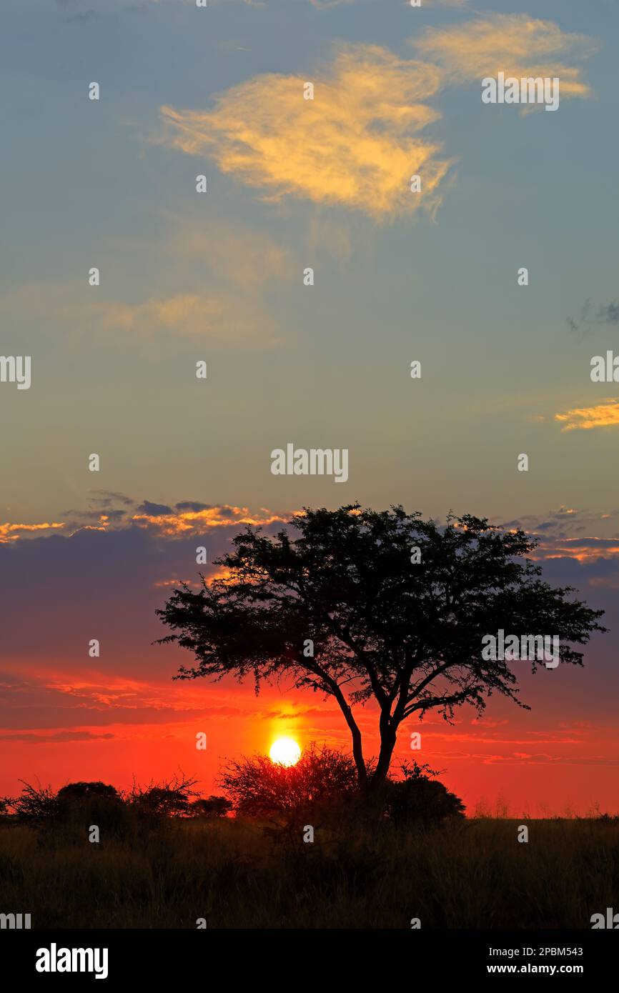 Scenic African savannah sunset with silhouetted tree and red sky, South Africa Stock Photo