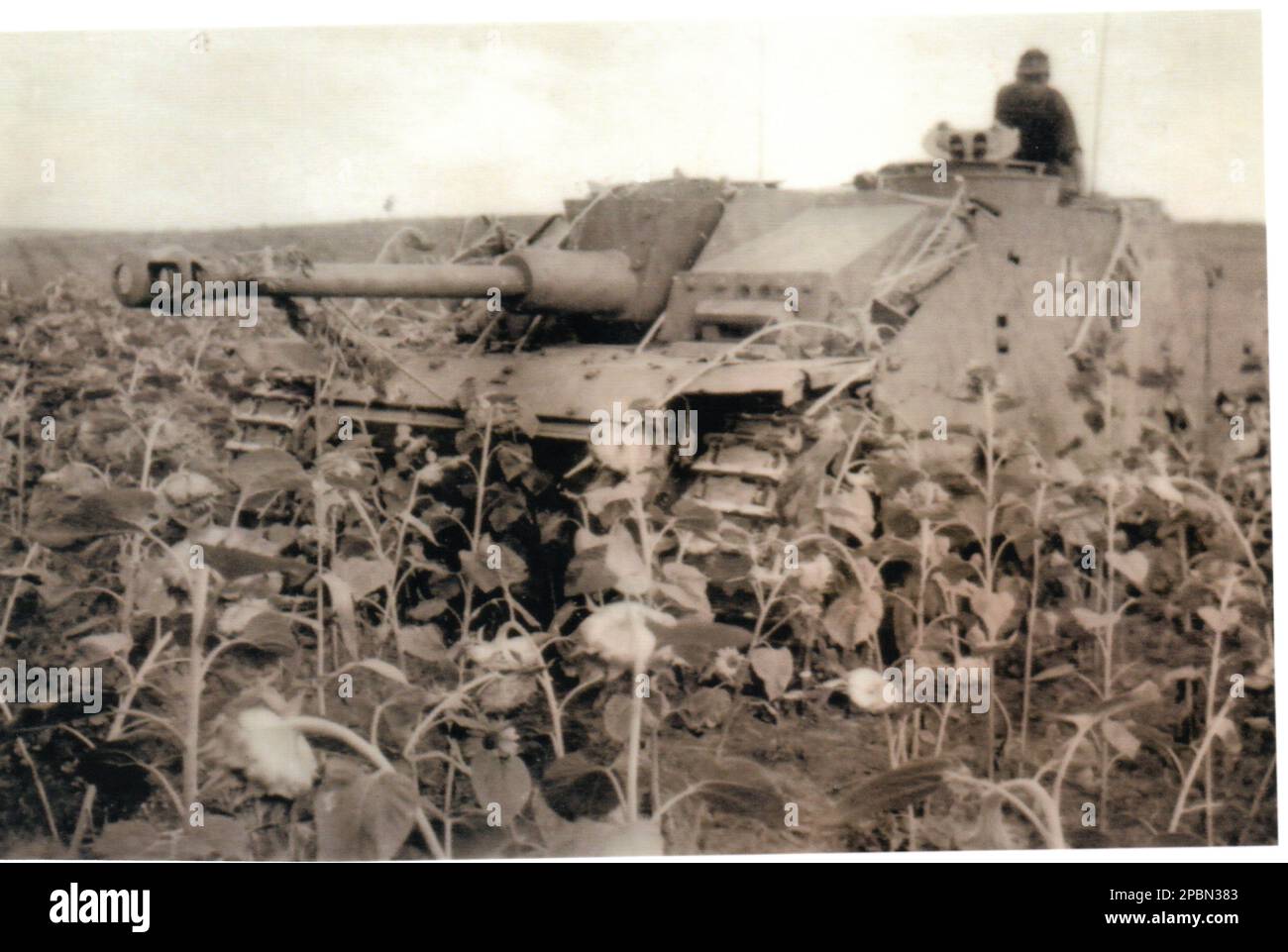 World War Two B&W photo German Assault Gun on the Eastern Front in a Cornfield 1944 . This Assault Gun is from a Waffen SS Unit late in the war possibly in Roumania it has Side Skirting attatched Stock Photo