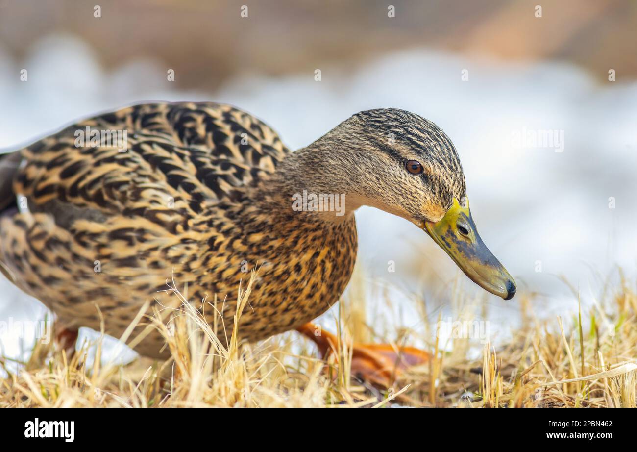 Sitemapcdatahttpsabckniqoocomimages Of Female Mallard Ducksnull