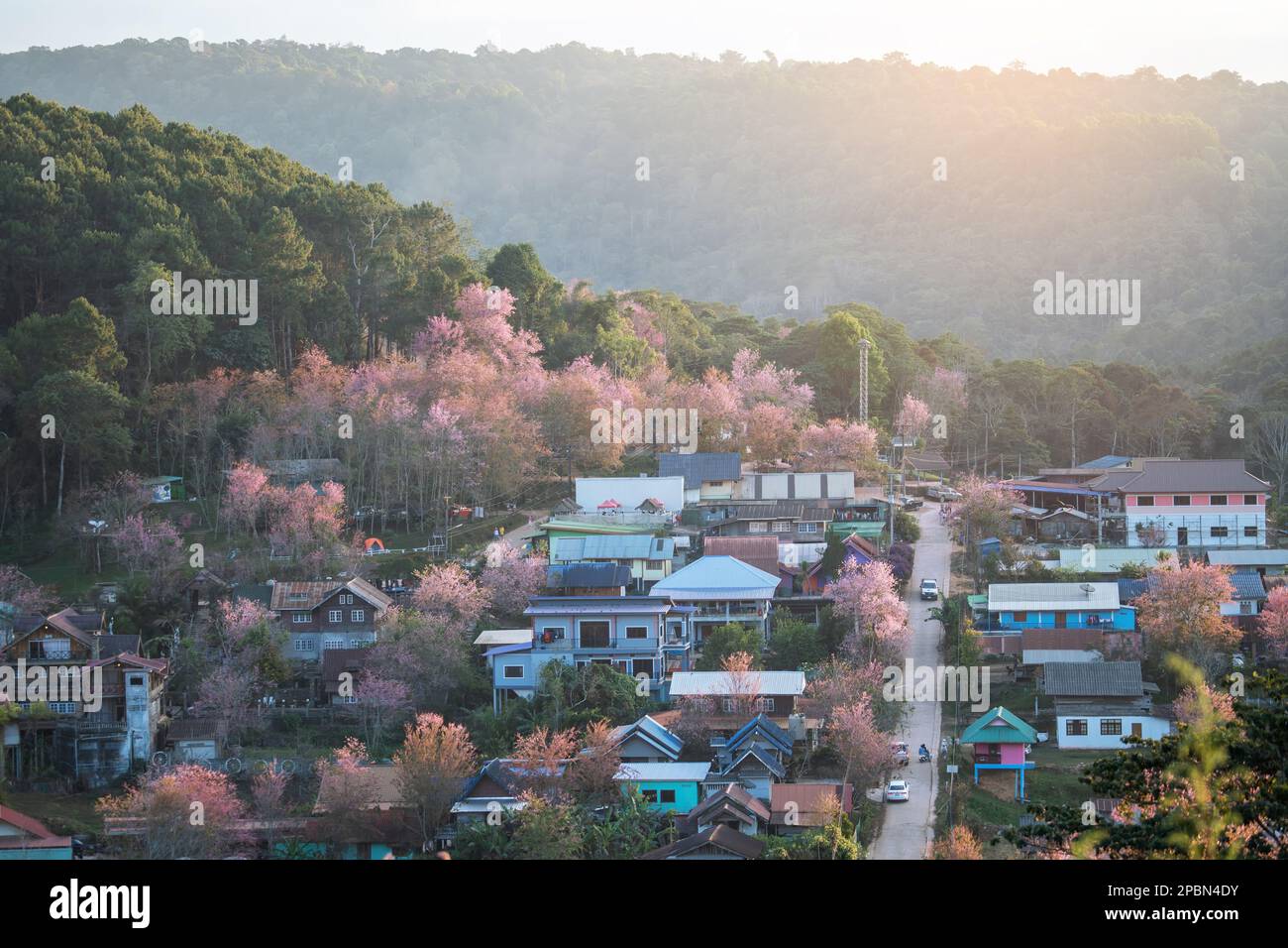 Aerial view Ban Rong Kla village with Wild Himalayan Cherry Blossom in Phitsanulok , Thailand. Beautiful landscape in the winter season. Stock Photo