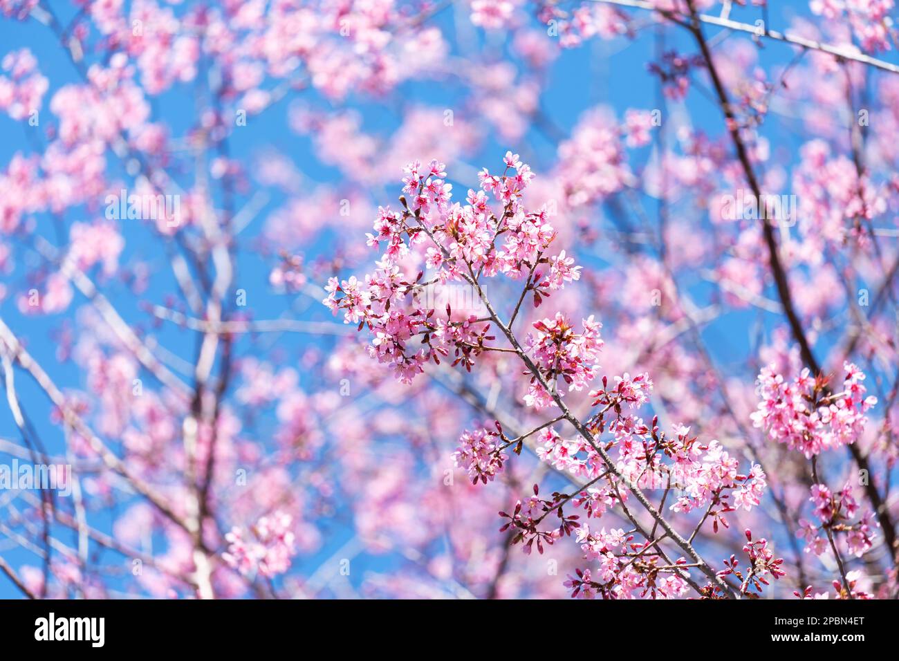 Pink blossom with blue sky background. Branches of wild Himalayan cherry (Prunus cerasoides) with vibrant pink cherry blossoms on their branches on bl Stock Photo