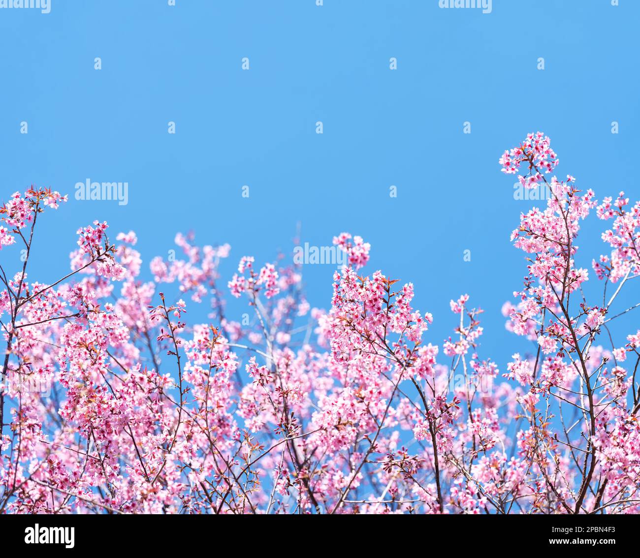 Pink blossom with blue sky background. Branches of wild Himalayan cherry (Prunus cerasoides) with vibrant pink cherry blossoms on their branches on bl Stock Photo