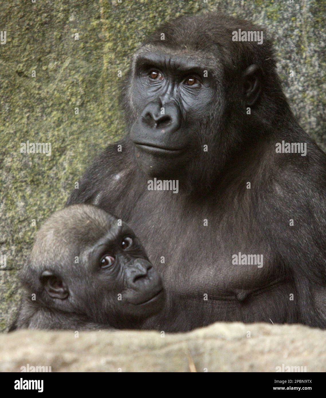 Two-year old gorilla Kimani looks out from the arms of her mother Kiki ...