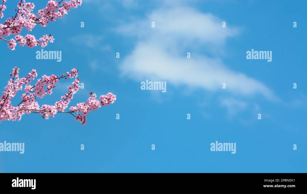 Background with blue sky, cloud and cherry blossom branch, horizontal format Stock Photo