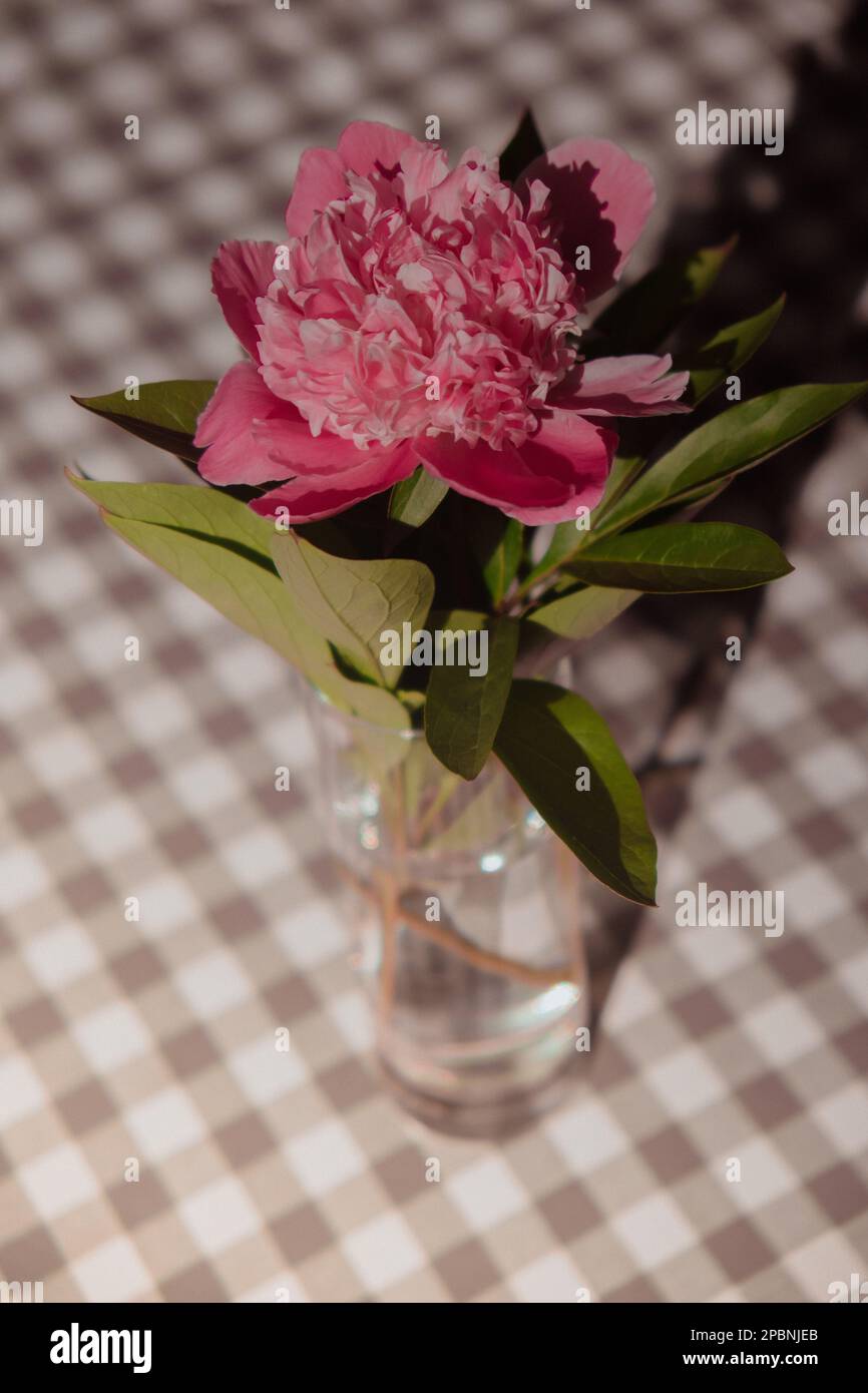Beautiful peony flower on pink color in transparent Glass of water