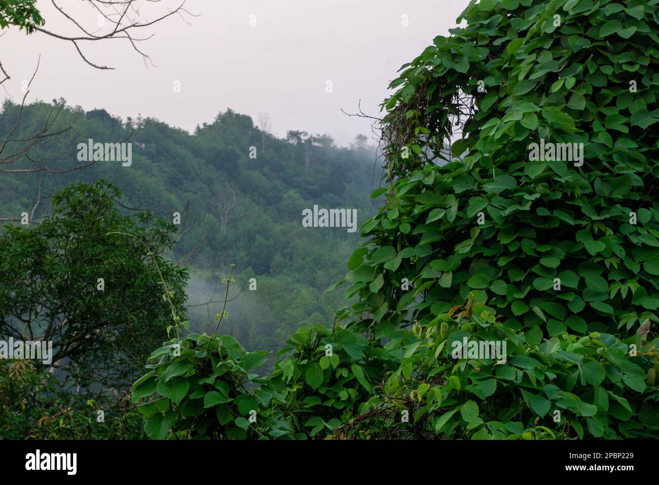 The green hills are covered in fog. Mist covered mountains in winter morning. Photo taken from Chittagong, Bandarban, Bangladesh. Stock Photo
