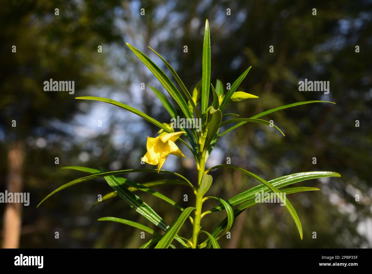 Cascabela thevetia yellow flower Stock Photo