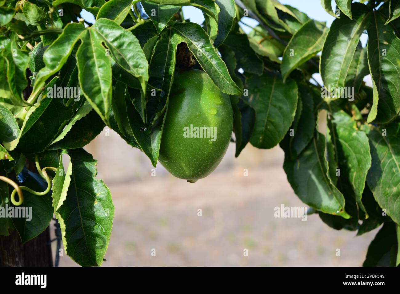 Yellow passion fruits with green leaves Stock Photo