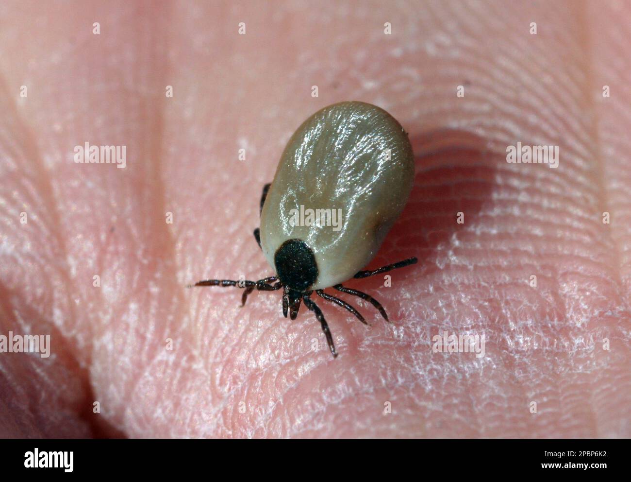 Tick tick tick main image 0