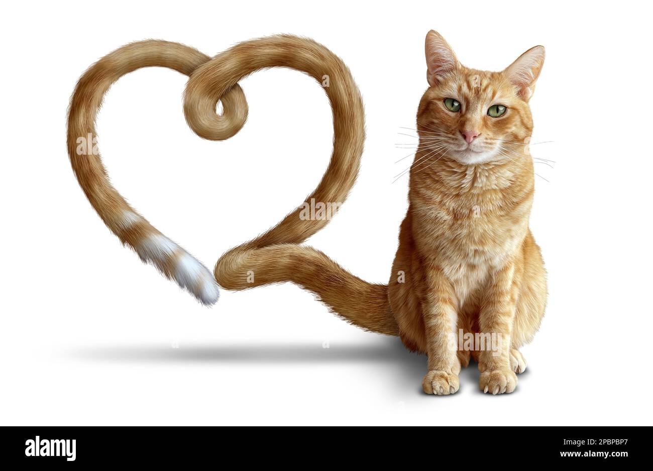Cat love as a symbol of feline health care and veterinary therapy as a Ginger Cat or a cute tabby with a heart shape for healthy pets. Stock Photo