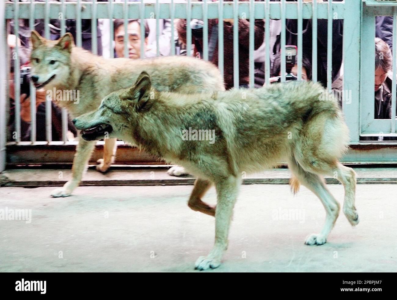 Two female cloned wolves named Snuwolf, left, and Snuwolffy, right, are seen at the Seoul Zoo in Gwacheon, south of Seoul, South Korea, Monday, March 26, 2007. A former collaborator of disgraced South Korean scientist Hwang Woo-suk claimed Monday to have succeeded in cloning two wolves. The two wolves _ endangered species _ were born Oct. 18 and 26 in 2005, said Lee Byeong-chun, a veterinary professor of Seoul National University, according to the university's office of research affairs. DNA tests showed the two wolves _ named Snuwolf and Snuwolffy _ are clones, the office said, adding the res Stock Photo