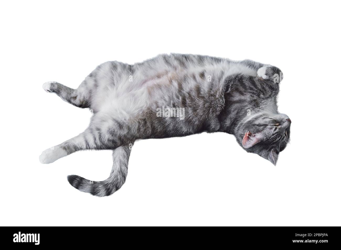 Funny cat sleeping on his back, isolated on a white background Stock