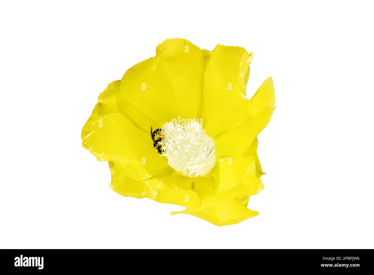 Bee pollinates the flowers of cactus opuntia, isolated on a white background Stock Photo