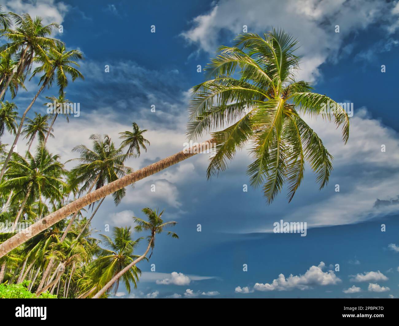 Verdant overhanging tree hires stock photography and images Alamy
