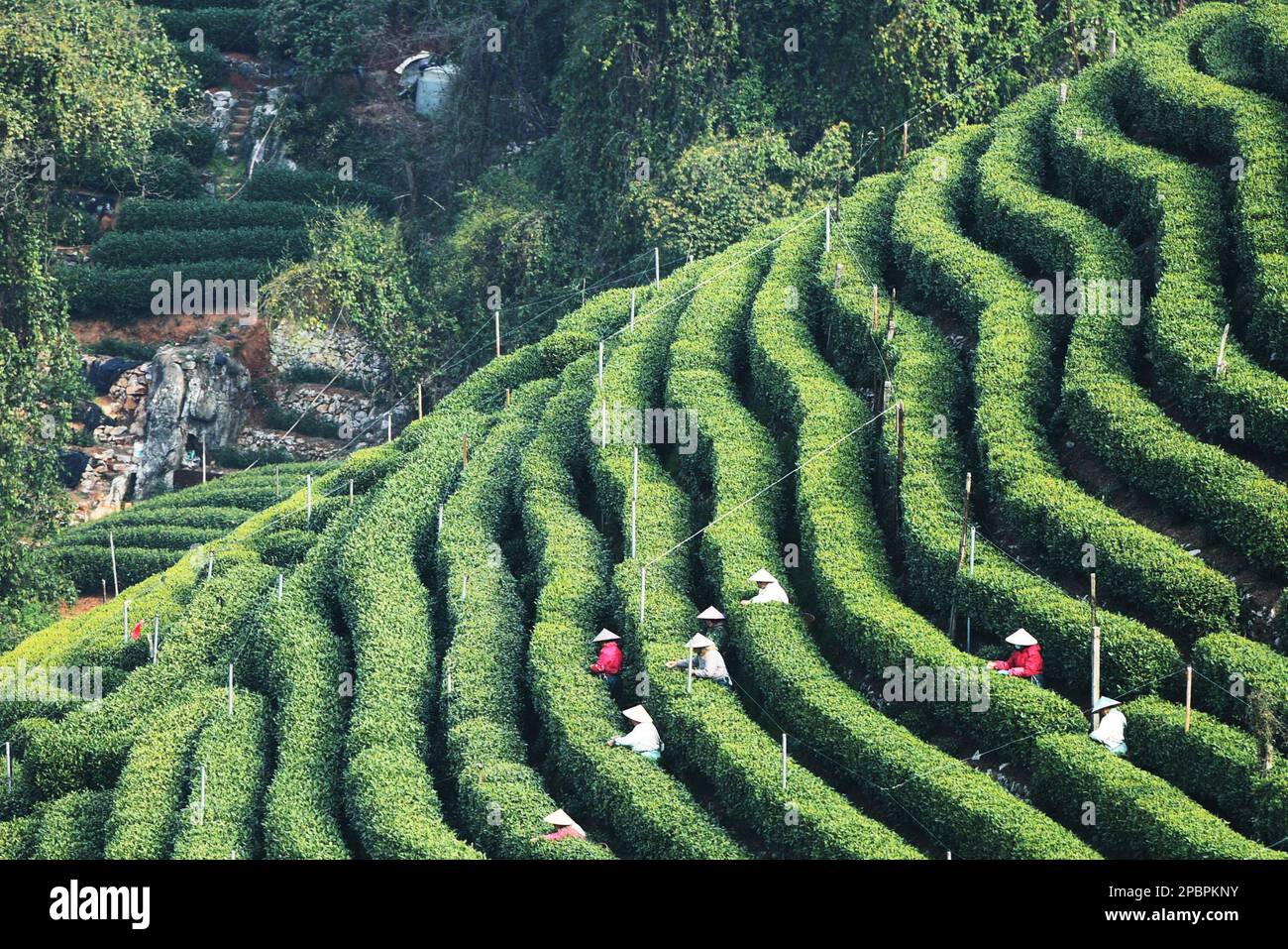 HANGZHOU, CHINA MARCH 13, 2023 Tea farmers pick the buds of West