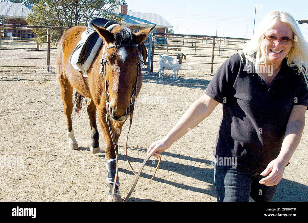 Special needs teacher Ann-Marie Bowler attempts to re-break a Welsh Cob  horses from Westren to English style at her homestead ranch in Hobbs, N.M.,  on Feb. 25, 2007. Bowler hopes to train