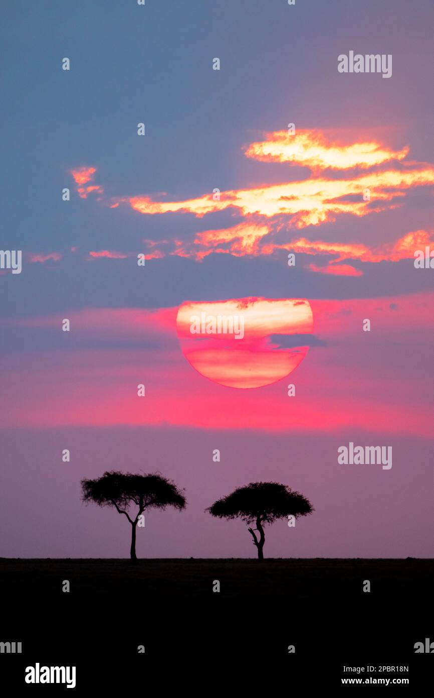 Sunset with two trees on the savanna in Africa Stock Photo - Alamy
