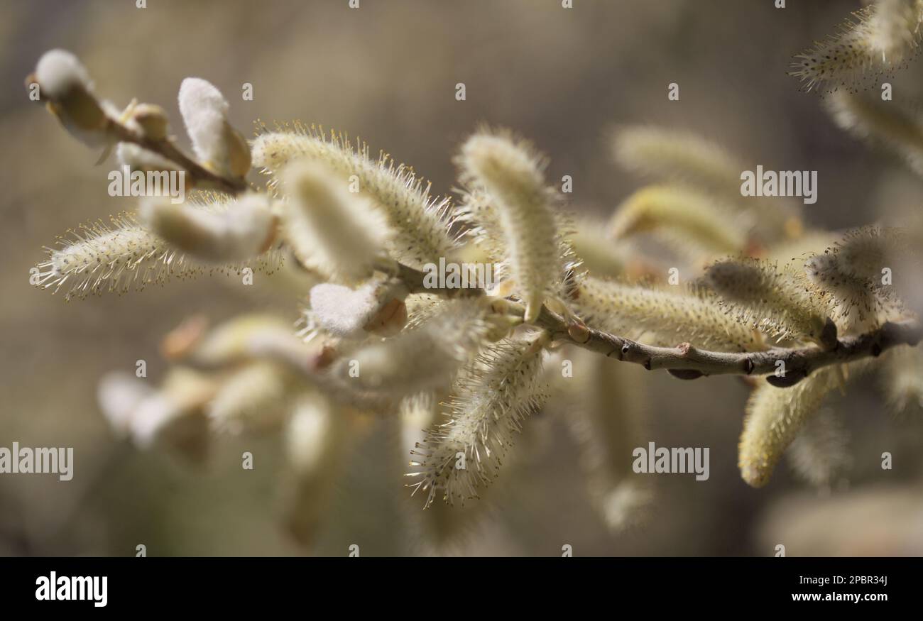 Flora of Gran Canaria -  Salix canariensis, Canary Islands willow, soft light yellow catkins flowering in winter Stock Photo