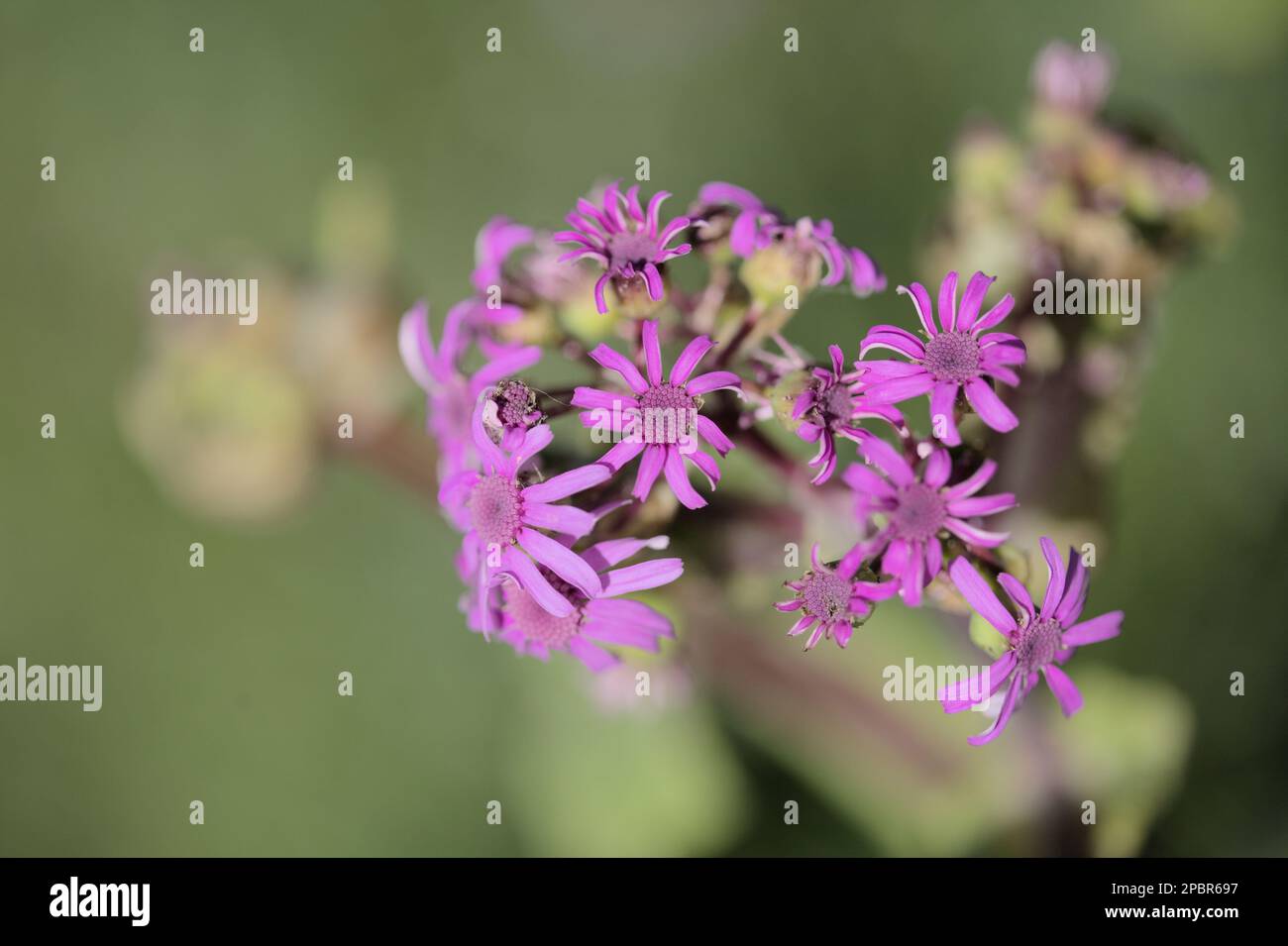 Flora of Gran Canaria - magenta flowers of Pericallis webbii, endemic to the island Stock Photo