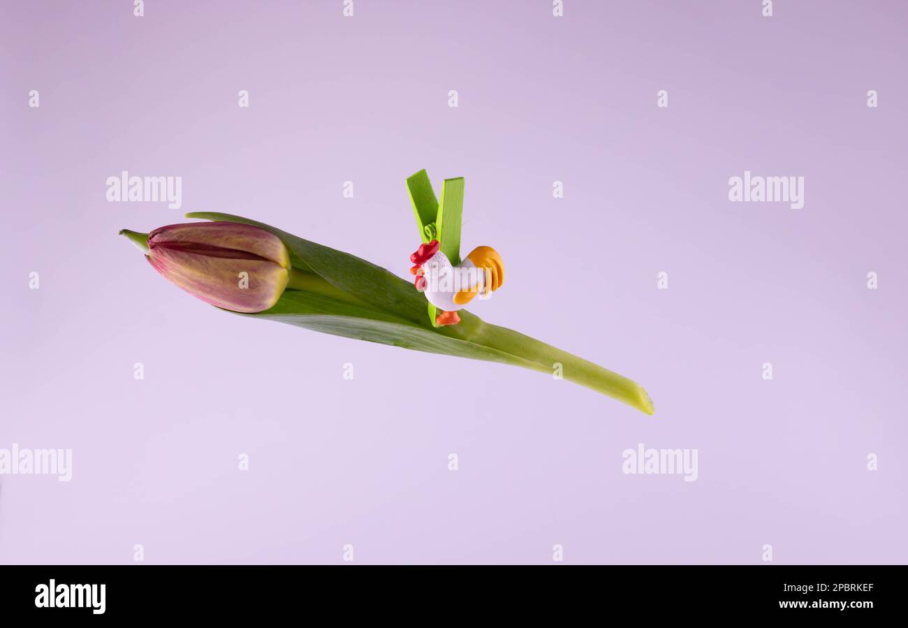 Easter clothespin with a white chicken on a tulip on a pink background Stock Photo